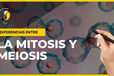 Infografía de diferencias entre mitosis y meiosis con células en división y mano sosteniendo un marcador 0me8gOydg64