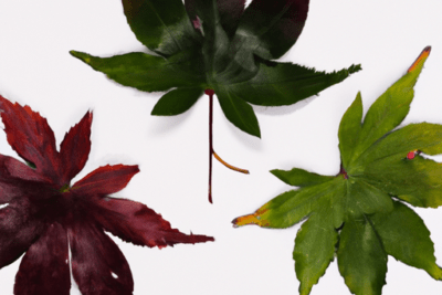 Tres hojas otoñales en tonos rojo y verde sobre fondo blanco que ilustran 3 sinonimos de caducado.