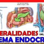 Descubre el Sistema Endocrino: Funciones y Estructura Esencial