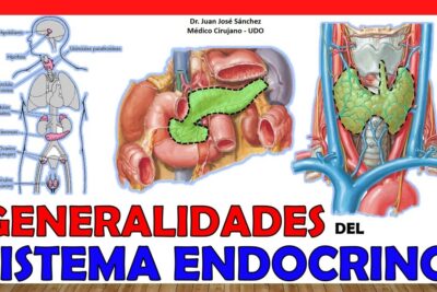 Ilustración didáctica del sistema endocrino con glándulas como tiroides y páncreas 6a6VCBZKZyY