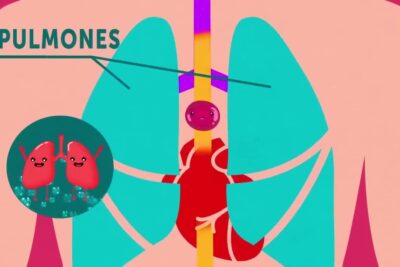 Diagrama colorido de pulmones, corazón y tráquea en estilo cartoon con etiqueta 'Pulmones' Ix1gqUZrAiE