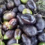 ¿Qué significa si el aguacate está negro? Descubre la respuesta aquí