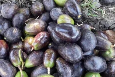 Aguacate negro 1 amontonado con piel oscura, brillo y tonos verdes en algunas piezas.
