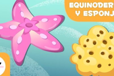 Ilustración colorida de una estrella de mar y una esponja representando la alimentacion equinodermos