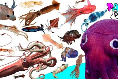 Colección de calamares peces, pulpos y sepias sobre fondo blanco
