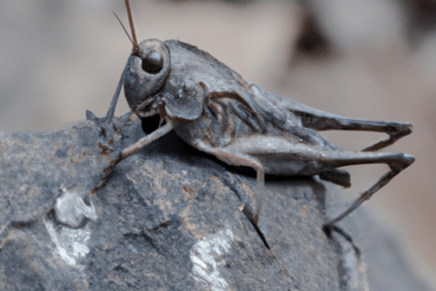 Saltamontes marrón sobre roca en primer plano, detalle de antenas y patas para cambio de especie matricula caducada 2024
