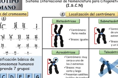 Diagrama didáctico que muestra un cariotipo anormal 1 y la clasificación de cromosomas según ubicación del centrómero