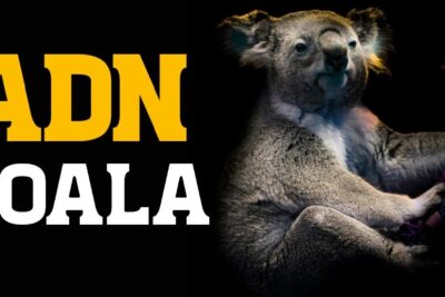Koala gris sentado junto a grandes letras 'ADN' y 'KOALA', con mención a cariotipo zanahoria