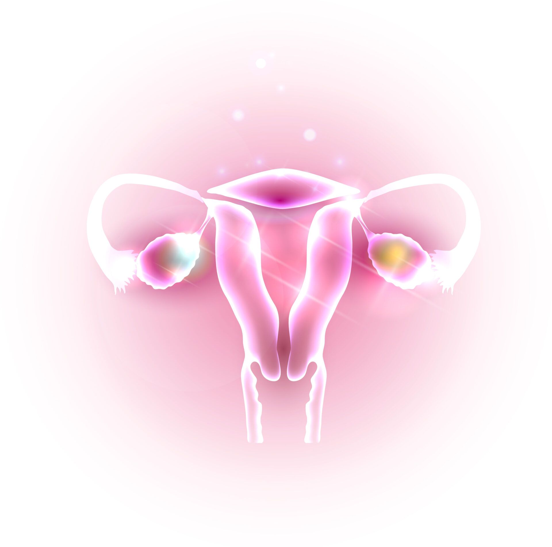 Ilustración del aparato reproductor femenino que muestra útero, trompas y ovarios para visualizar como afecta la inflamacion del utero en la fertilidad.