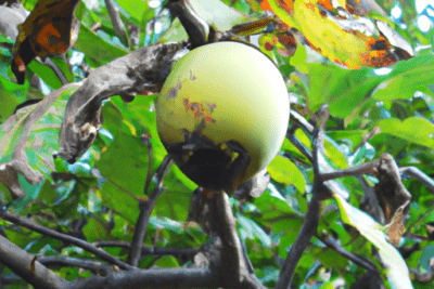 Fruta redonda y verde con manchas oscuras en rama que ilustra como saber si la grenetina esta caducada