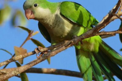 Cotorras argentinas verdes posadas en una rama bajo cielo azul.