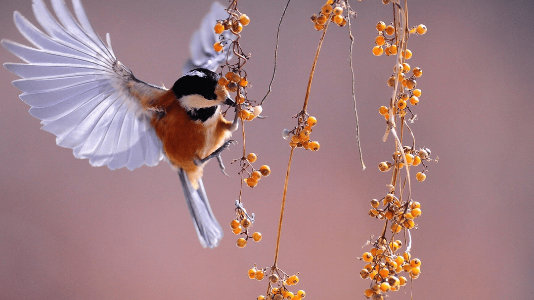 Pájaro pequeño en vuelo entre ramas con bayas, imagen serena que invita a preguntarse cual es el significado y simbolismo cuando llega una ninfa a tu casa