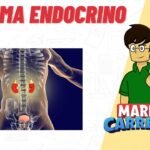 Descubre el Sistema Endocrino: Funciones y Definición Completa