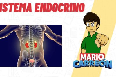 Ilustración educativa del sistema endocrino mostrando riñones, glándulas suprarrenales y personaje didáctico dTozIiwv rQ