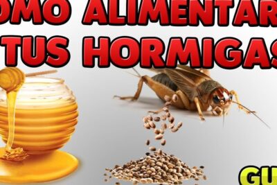 Imagen con tarro de miel, semillas e insecto que muestra de que se alimentan las hormigas todo lo que necesitas saber