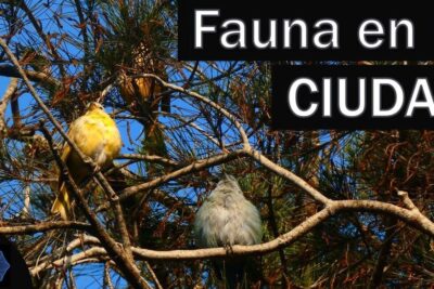 Dos aves pequeñas posadas entre ramas de pino con fondo de cielo azul de que se alimentan las mariposas monarcas descubre la dieta de estos hermosos insectos migratorios