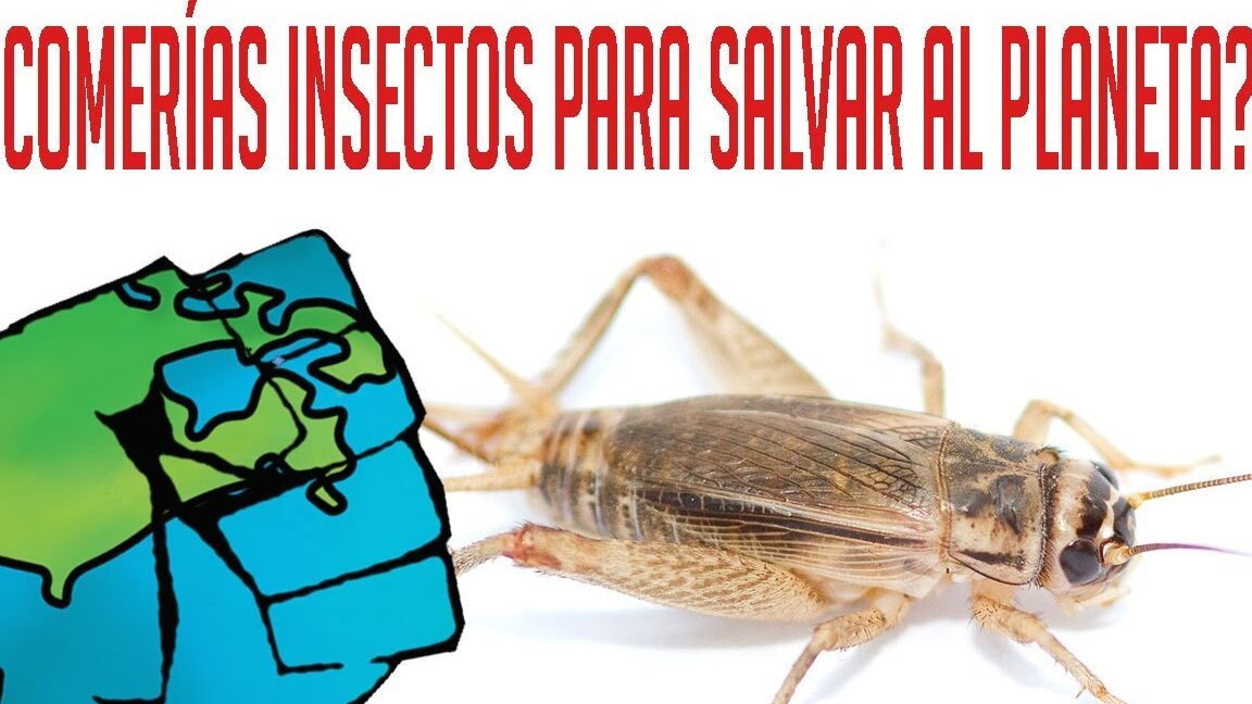 Grillo en primer plano junto a un dibujo del planeta y texto sobre comer insectos y de que se alimentan las tortugas de tierra descubre su dieta y habitos alimenticios