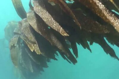 Frondoso bosque de kelp bajo el agua que ilustra de que se alimentan los animales marinos descubre la diversidad alimentaria en el oceano.