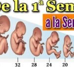 ¿De qué se Alimentan los Bebés en el Vientre Materno? Descubre Todos los Detalles