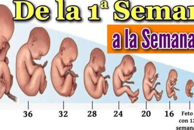 Ilustración del desarrollo fetal y su nutrición a lo largo del embarazo, de que se alimentan los bebes en el vientre materno descubre todos los detalles.