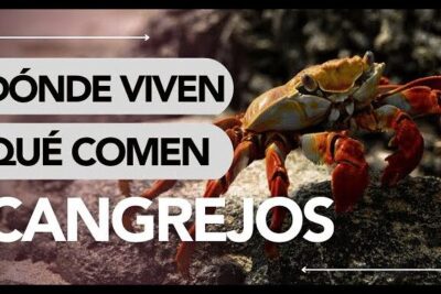 Cangrejo sobre una roca ilustrando de que se alimentan los cangrejos en su hábitat