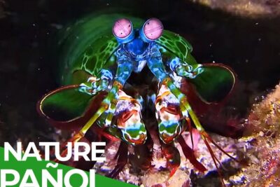 Mantis marina multicolor asomando desde una grieta rocosa, de que se alimentan los cnidarios descubre la dieta de estas fascinantes criaturas marinas