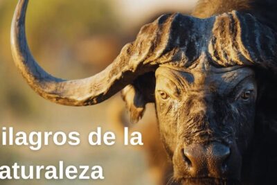 Primer plano de un búfalo africano con cuernos curvados al atardecer, de que se alimentan los flamencos descubre la dieta de estas majestuosas aves