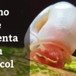 ¿De qué se alimentan los moluscos?