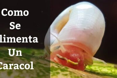Primer plano de un caracol sobre una hoja mostrando su aparato bucal y de que se alimentan los moluscos