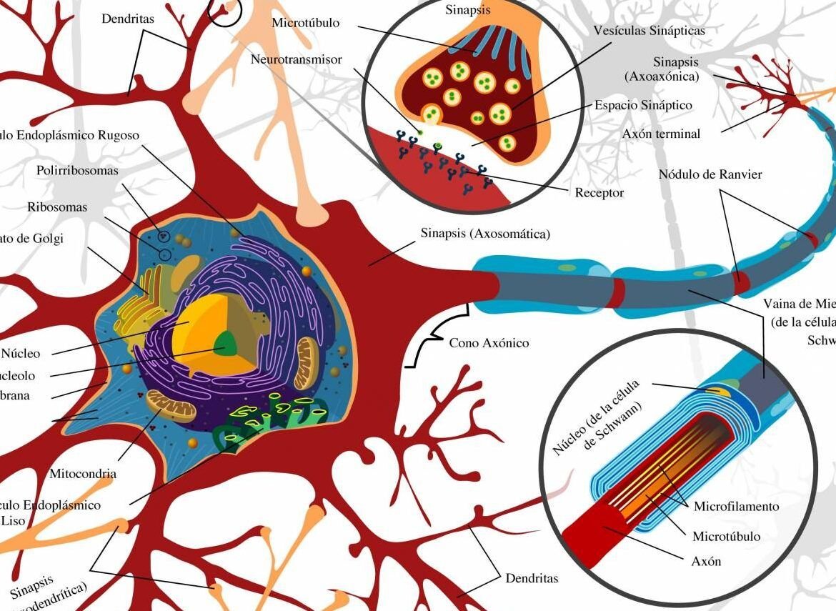 descubre como funciona la neurona en el sistema nervioso y su importancia