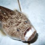 Descubre cuál es el animal que sorprende por ser dos veces animal