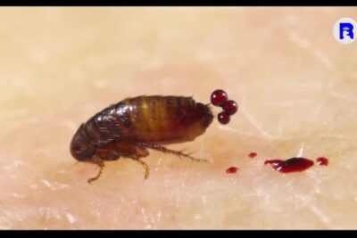 Primer plano de un insecto hematófago sobre piel con gotas de sangre, descubre de que se alimentan las chinches todo lo que necesitas saber.
