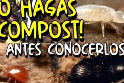Collage de colémbolos, pequeños escarabajos y ácaros en compost que invita a descubre de que se alimentan las cochinillas y como prevenir su presencia