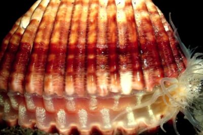 Primer plano de una concha marina parcialmente abierta con tentáculos blanquecinos y estrías rojizas, descubre de que se alimentan las esponjas y como sobreviven en su entorno marino