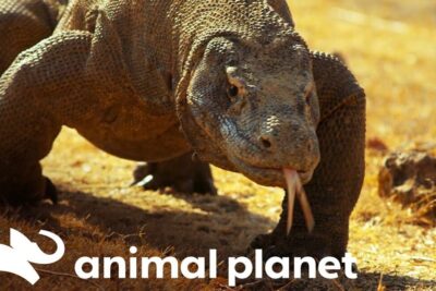 Descubre de que se alimentan las lagartijas una guia completa, gran lagarto terrestre con lengua bífida sobre suelo seco