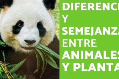 Panda comiendo bambú frente a un panel verde informativo que invita a descubre de que se alimentan las plantas y los animales en la naturaleza.