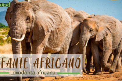 Manada de elefantes africanos caminando por la sabana al sol, descubre de que se alimentan los elefantes en su habitat natural