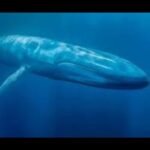 Descubre: ¿De Qué Se Alimentan Realmente las Ballenas Azules?