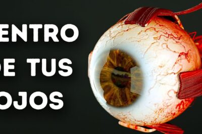 Descubre el fascinante significado detras de que significa 3d en un ojo humano 3D con iris, vasos y músculos visibles