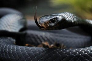 Primer plano de una serpiente negra con lengua bífida, descubre el significado de sonar con serpientes venenosas 1