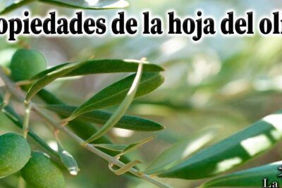 Primer plano de rama de olivo con hojas alargadas y aceitunas verdes, descubre el significado del color oliva y su importancia 1