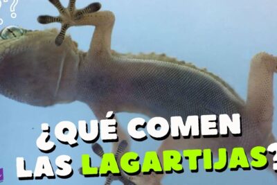 Lagartija vista desde abajo sobre cristal mostrando piel y almohadillas adhesivas; descubre la fascinante alimentacion de las salamandras en su habitat natural.