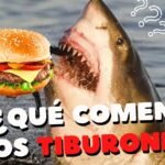 Descubre la Fascinante Dieta del Tiburón Ballena: ¿De Qué se Alimentan Realmente?