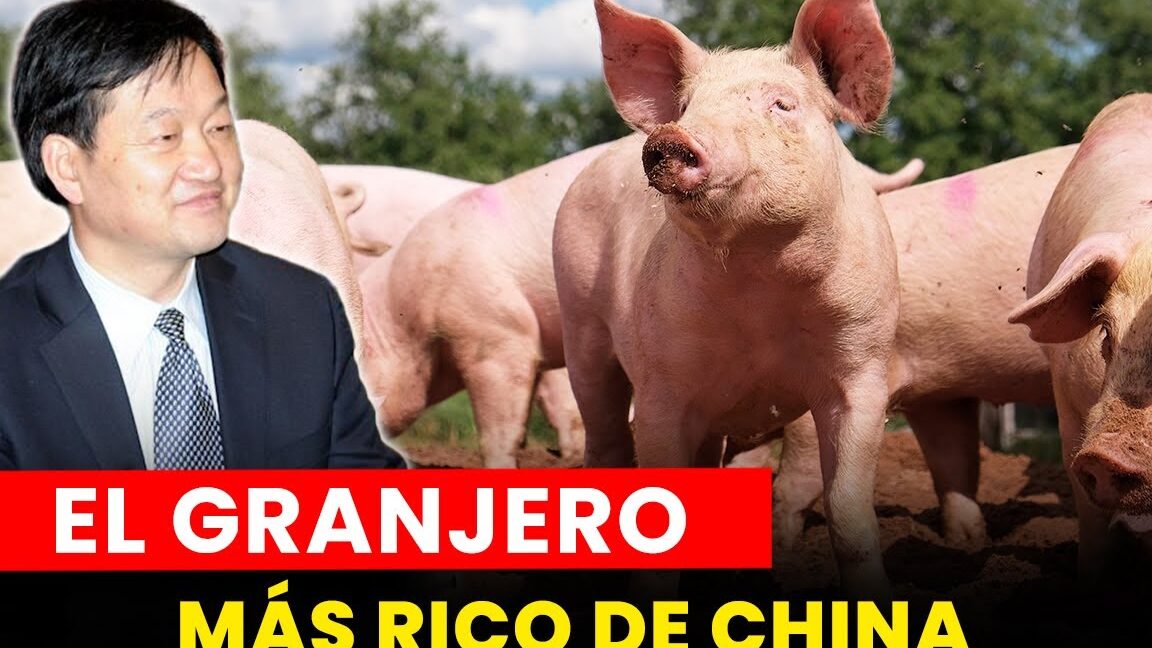 Hombre junto a varios cerdos en una granja; descubre la variedad y riqueza de la gastronomia china que comen los chinos.