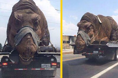 Camión transporta una enorme réplica de dinosaurio con el hocico cubierto; descubre la verdad sobre los dinosaurios que comen gente.