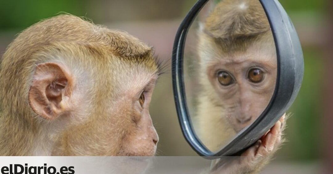 Mono observando su reflejo en un espejo pequeño, descubre la verdad sobre si la gente te ve invertida.