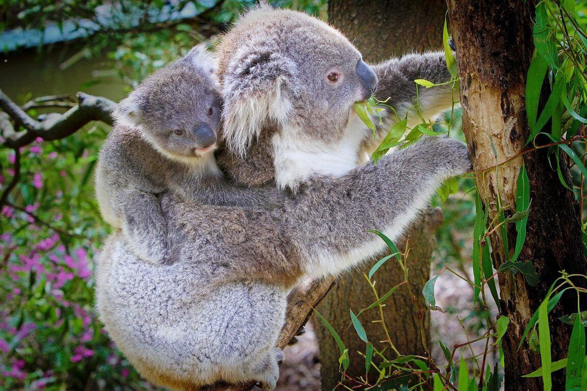 Koala adulto con su cría aferrada en un eucalipto, descubre las instituciones gubernamentales que protegen el medio ambiente en tu pais
