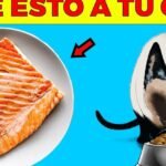 Descubre qué alimentos componen la dieta ideal para los gatos domésticos