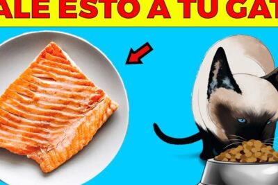 Salmón en un plato y gato comiendo croquetas que ilustra descubre que alimentos componen la dieta ideal para los gatos domesticos.