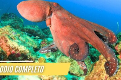 Pulpo rojo nadando sobre un lecho rocoso con tentáculos extendidos, descubre que comen el pulpo una guia completa sobre la alimentacion de estos fascinantes animales marinos